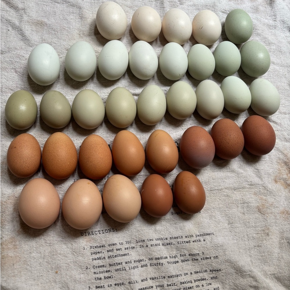 Hatching eggs 🪺 - Picture 5 of 15